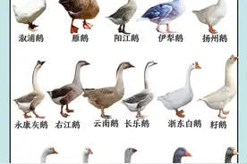 常见鹅类分类！产地和口感！看过来！今天就分享到给你图片