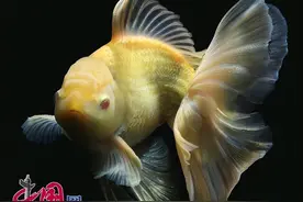 24k黄金光泽的金鱼太美了！90后把金鱼“玩”出新高度图片