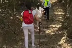 郭晶晶俩闺女爬山裤火了！这种小裤子凭啥成娃圈顶流？图片