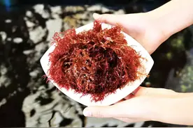 海藻让10亿人填饱肚子图片