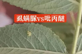 虱螨脲和吡丙醚都是杀卵剂，使用时如何选择？用哪个效果好？图片