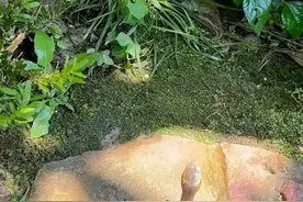 半水龟苗的标准环境模板，快来学习！图片