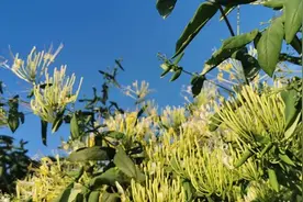 农村药材种植—推荐10种适合农村种植，值得收藏。您有了解吗？图片