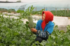 沙窝萝卜“摊牌”了：再过一周，更好吃！图片