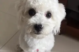 狗狗肾衰竭别着急，看这里~图片
