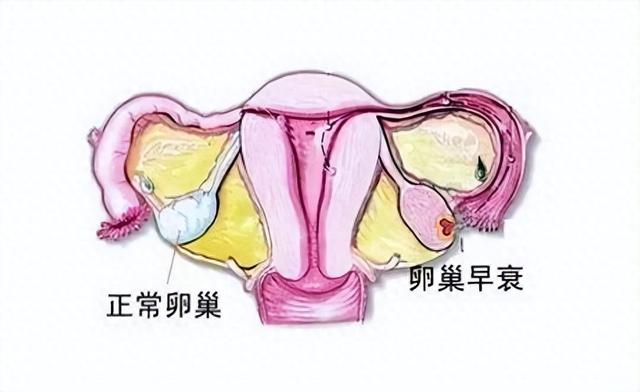 出水痘可以吃花胶吗 2026年出水痘可以吃花胶吗会传染吗