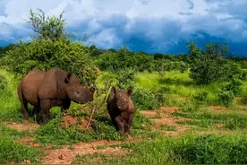 如何拯救正在消失的“它”？图片