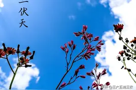 2024年三伏天时间表出来了:老话“三伏热不热，四月初八早看天”图片