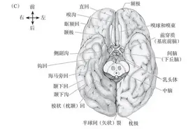 人体与猪体解剖相似度高吗？图片