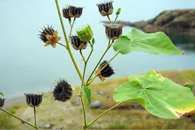 苘麻，又叫磨盘草。农村遍地都是，全身都是宝，知道的人却很少！图片