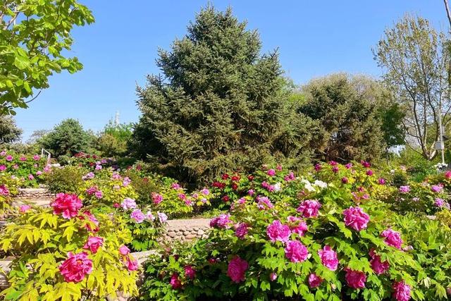 半日休闲游玩 | 牡丹+流苏+多巴胺花海，好拍到停不下来