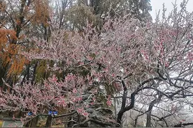 武汉东湖现“冰冻梅花”景观，专家：很难得，两三年才能遇到一次图片