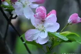 一曲《梦驼铃》，初闻不解曲中意，再听方知屈辱恨图片