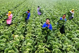 没想到！青岛竟然是国际种都图片