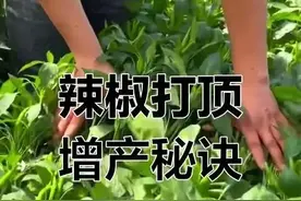 辣椒到底是打侧枝还是打顶？不懂别瞎搞！一起来看看怎回事。图片