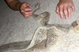 蛇蜕的皮为什么不能碰？蛇蜕的皮有什么危害吗？图片