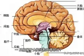 胼胝体（Corpus Callosum）解剖结构图片