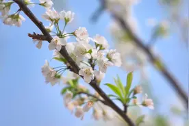春有约花不误！文山7800亩李子花开了！图片