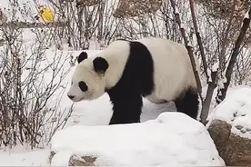 大熊猫雪后“撒欢儿”图片