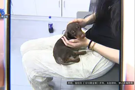 宠物狗搭顺风车去治病，离奇的事情接二连三图片
