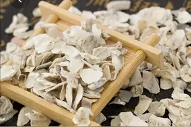每日一味中药——牡蛎图片
