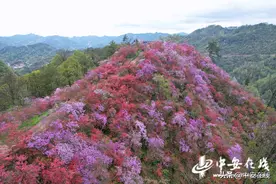天峡杜鹃映日红 锦绣山河春意浓图片