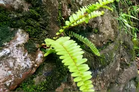 此“杂草”若生长在您家墙上，别拔掉，它是价值珍贵的“凤凰蛋”图片