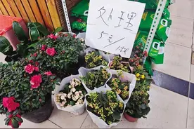 买一盆死一盆？呼和浩特花卉市场“短命花”调查图片