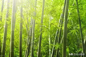什么药能把竹子连根灭绝图片