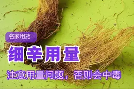 名家用药：细辛的用量探讨，注意细辛的中毒图片