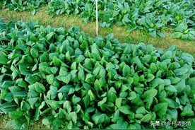 菠菜、葱、蒜能不能重茬？重茬有什么危害？还有哪些蔬菜不能重茬图片