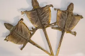 一味蛤蚧，上可润肺止咳，下可温肾壮阳图片