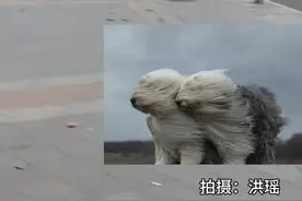窗外面的风呼呼地刮着！网友：青岛的风大到我下楼的一秒眼镜就飞走了！图片