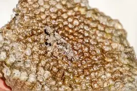 蜂房配红枣煮一煮，解决了很多家庭的大问题，老中医的做法太棒了图片