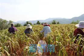 良田千重浪，泉城丰收时图片