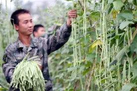 种豆角，你得知道水有3不浇、肥有3不施，是哪三不浇和三不施？图片