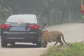 重庆一动物乐园老虎追咬游客车，园区：全额赔偿图片