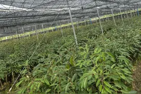 三亚育才生态区：优旗苗木基地为发展榴莲等“新奇特优”热带水果提供优质苗木图片