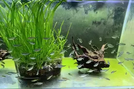 想要饲养黑尾大勾，我们需要了解哪些知识和细节？图片