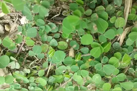 老人叫它“咳灵草”，家人咳嗽总是想到它，如今稀少，你可认识？图片