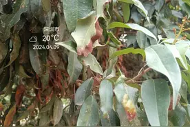 荔枝上长“毛毡”？跟“它”脱不了关系！图片