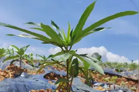 全国种植面积12万亩，亩产量4000多斤，市场价格35-60元每公斤图片