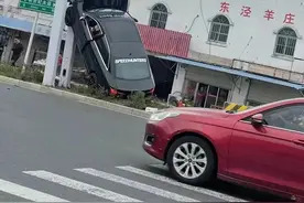 车可以开上树原来是这样的？图片