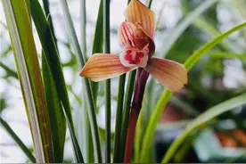 香豆瓣十大传世之名品，花大花香，花色艳丽，个个还都是大长腿图片