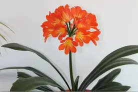 5种花是个“酒鬼”，5月了给它喝一杯，叶子绿，开花艳图片