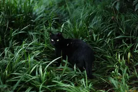 可爱的小猫咪，我喜欢黑色图片