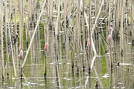 南阳市城区北外环带状公园发现福寿螺卵块——看似美丽，实属入侵物种图片