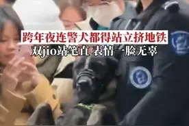跨年夜女生拍到警犬站立挤地铁，双脚站笔直，表情一脸无辜图片