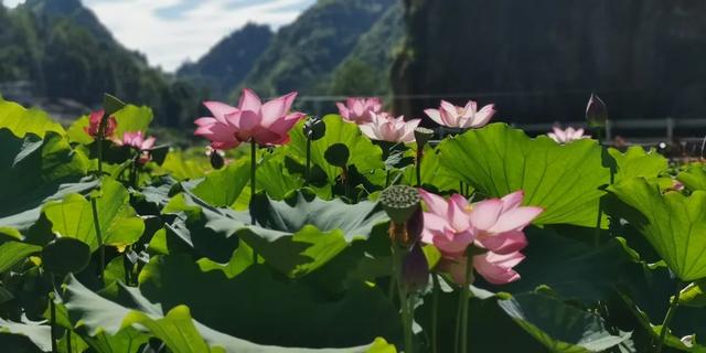 贵州梵净山脚下的避暑秘境，一站式体验荷海、竹海、溶洞、漂流