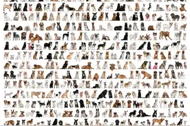 【福利】450只狗的品种高清图，你喜欢哪个？图片